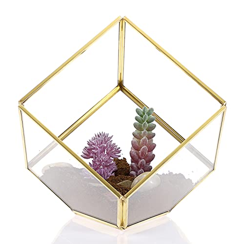 SUMTree Gold Glas Terrarium Geometrisches Gewächshaus Dekorative Pflanzenbehälter für Luftpflanzen, Sukkulenten, Moos, Farn, Kaffeepad/Teebeutelhalter, Miniatur-Feengartenbehälter, Würfel von SUMTree