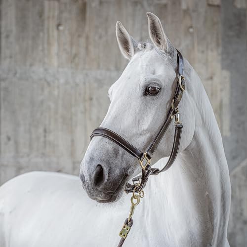 SUNRIDE Halfter für Pferde aus Echtleder (Dallas) mit Strick - verstellbar, gepolstert und anatomisch (Pony, braun) von SUNRIDE