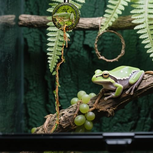 SVCEQZE Springspinnen Haus - Naturnaher Moosgitter-Kletterkäfig für Spinnen,Lebensraum Für Hundertfüßer Reptilien Füttern Ruheplatz Zuhause Klassenzimmer Geckos & Kleintiere SVCEQZE Springspinnen Haus - Naturnaher Moosgitter-Kletterkäfig für Spinnen,Lebensraum Für Hundertfüßer Reptilien Füttern Ruheplatz Zuhause Klassenzimmer Geckos & Kleintiere von SVCEQZE