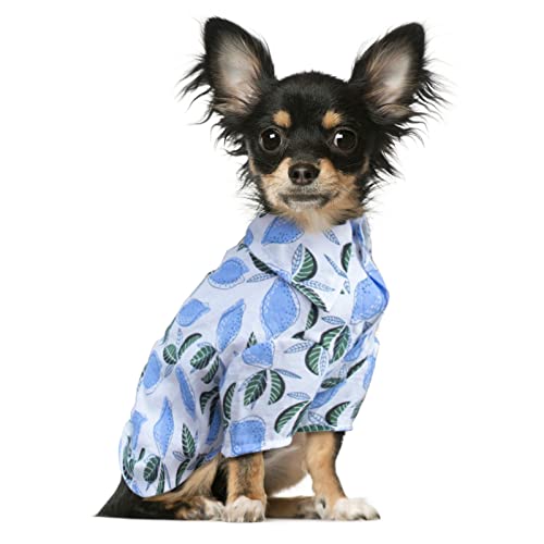 SZAT PRO Teacup Dog Hawaii-Hemden, Hawaii-Stil, Sommer-T-Shirts für kleine Hunde und Katzen, bedruckt, Hawaii-Hundekleidung, Anzug für Welpen, Jungen, Obst, Blau, Zitrone, Größe M von SZAT PRO