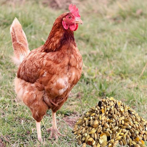 25 kg Hühnerfutter Nagerfutter, Kaninchenfutter Weizenkörner Getreide natürlich Gentechnik frei von Samore