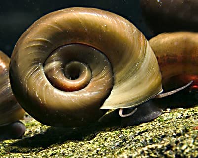 Braune Posthornschnecke - Planorbella duryi duryi von Schnecken