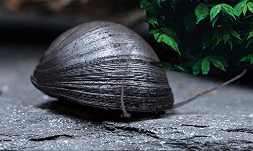 Garnelio - Anthrazit-Napfschnecke / Stahlhelmschnecke - Algenkiller Nr. 1 - 6er Gruppe von Schnecken