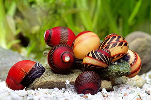 Rote Rennschnecke - 3er Gruppe I biologische Algenpolizei für das Aquarium I wunderschöne Musterung I gelbe, braune und rote Streifen von Schnecken