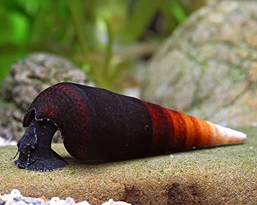 Schnecken Garnelio - Cappuccinoschnecke - Faunus sp. von Schnecken