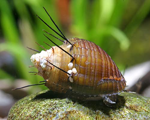 Schnecken Haarige Turmdeckelschnecke - Thiara cancellata von Schnecken