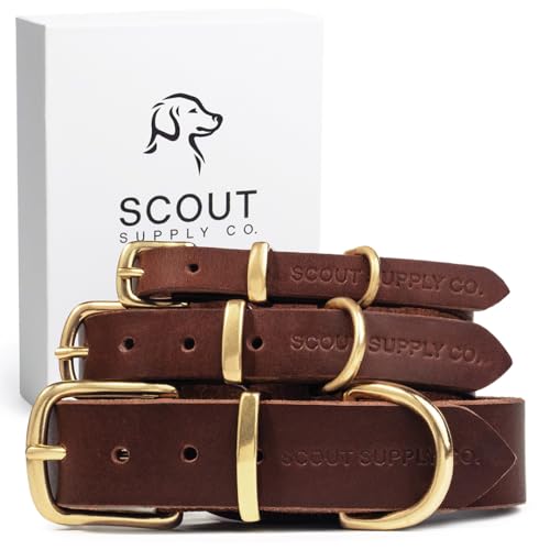 Scout Supply Klassisches Leder-Hundehalsband, strapazierfähiges, dickes Vollnarbenleder, wasserdicht und rostfrei, Messingbeschläge (Dunkelbraun, Größe XXL) von Scout Supply Co.