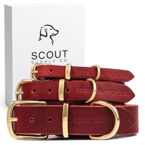 Scout Supply Klassisches Leder-Hundehalsband, strapazierfähiges, dickes Vollnarbenleder, wasserdicht und rostfrei, Messingbeschläge (Rot, klein) von Scout Supply Co.