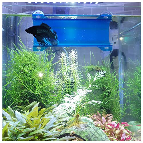 SeeShelter Betta Tunnel (transluzent Lagoon Blue) - Aquarium Tunnel - Fischtunnel - Modern - Blau - 5.5 x 1.6 x 1.6 cm - Für Fische - Innenbereich von SeeShelter