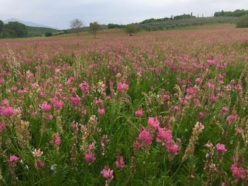 Sainfoin Silage oder Heuernte mit Weidenachwirkungen Wildblume Sainfoin als Honigbiene Futterpflanze (250 Gramm) von SeedsAlp