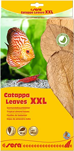 sera Catappa Leaves XXL 30-35 cm (10St) - Seemandelbaumblätter für die natürliche Wasseraufbereitung von sera