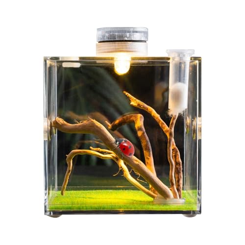 Sghtil Sprungspinnengehäuse, Clear Glass Reptile Container | Acrylterrarium zum Springen von Spinnenwachstum | Leichte und kleine Tierzüchter für Schildkröten, Käfer, Schnecken und Eidechsen von Sghtil