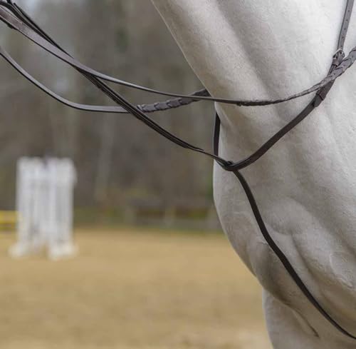 Shires Avignon Martingale Cob stehend von Shires