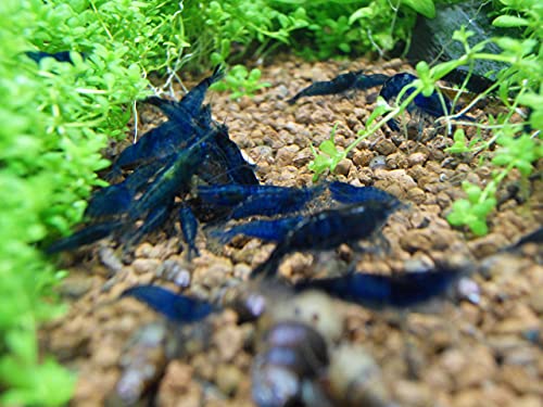 Shrimpfarm-Frankfurt Blue Dream Garnele 10 Stück von Shrimpfarm-Frankfurt