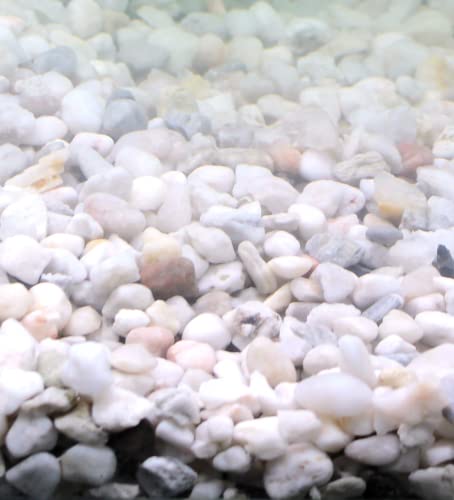 Silbermann Bright Gravel, Heller Aquarienkies für Meer- und Süßwasser, 4-8mm Körnung, 10kg von Silbermann