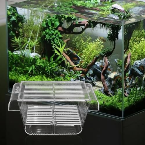 Aquarium Fischbrutkasten, Aufzuchtbecken Aquarium mit Saugnäpfen Acryl Laichkasten für Babyfische Garnelen Betta, Brutkasten Groß für Aggressive Garnelen Fische Guppy und Platy von Silkwish