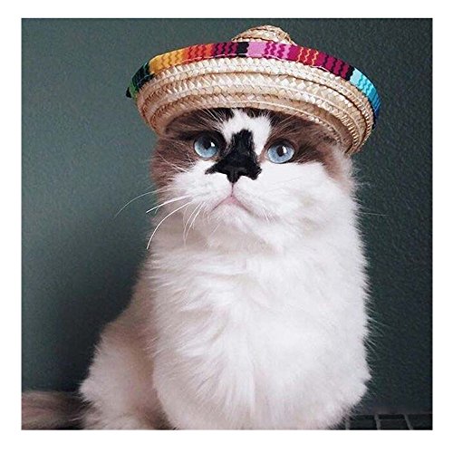 Sotoboo Sombrero Mexikanischer Hund Katze Stroh Hut Haustier verstellbare Schnalle Kostüm für kleine Tiere Party Fiesta Supplies (1 Stück, Baumwolle) von Sobotoo