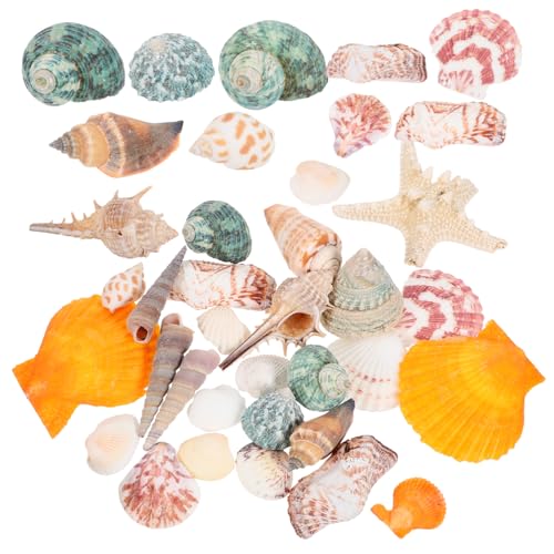 Sosoport 2 Sätze Natürliche Seestern-Muschelschale DIY Aquarium Dekoration Aquarium Dekoration Set hawaiisch große Muscheln Handdekor Ornament natürliche Muschel Fisch Tank Muscheln Hülse von Sosoport