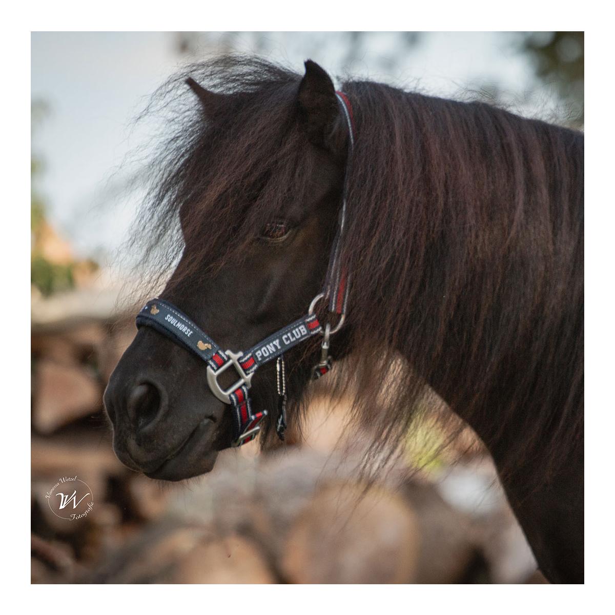 Soulhorse Halfter "Pony Club" Grösse Pferd: Pony, Farbe: Blau/Rot von Soulhorse