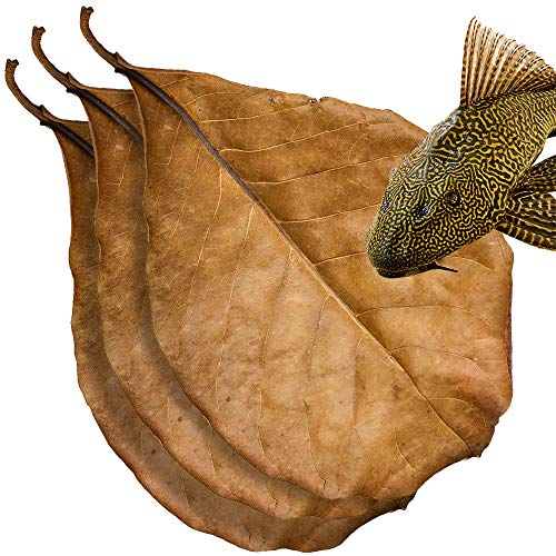 SunGrow Pleco große Catappa indische Mandelblätter für Fisch-Aquarien, 20,3 cm Blatt, schaffen Schwarzwasser-Lebensraum für Bodenfutterspender, Aquarium-Wasseraufbereiter, reduziert Haustierstress und von SunGrow