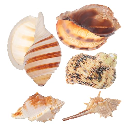 Supvox 5 Stücke Natürliche Meeresmuscheln Aquarium Dekorationen Drift für Fische Aquarium Conch Shell Ornament Muscheln für Aquarium Zubehör von Supvox