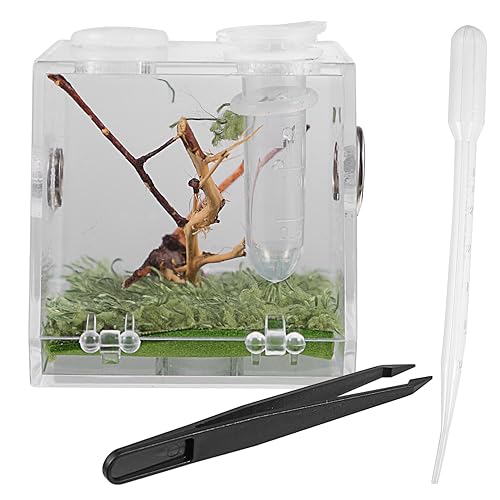 Supvox Kasten Springspinnen-zuchtbox Eidechsenbecken Klettern Haustier Terrarium Sprungspinnengehege Kleines Insektenbecken Pflege Tank Reptiliengehege Gießen Reptilienklettern Kork Acryl von Supvox