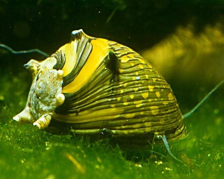 Geweihschnecke Sun Snail - Clithon Corona von Surdefens