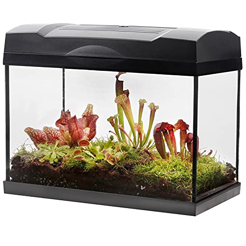 vdvelde.com - Swampworld Terrarium XL - 5 Fleischfressende Pflanzen im Glas Terrarium mit Licht - Inklusive Venusfliegenfalle, Sonnetau, Schlaufpflanzen und Buch - 39x21x31cm von Swampworld