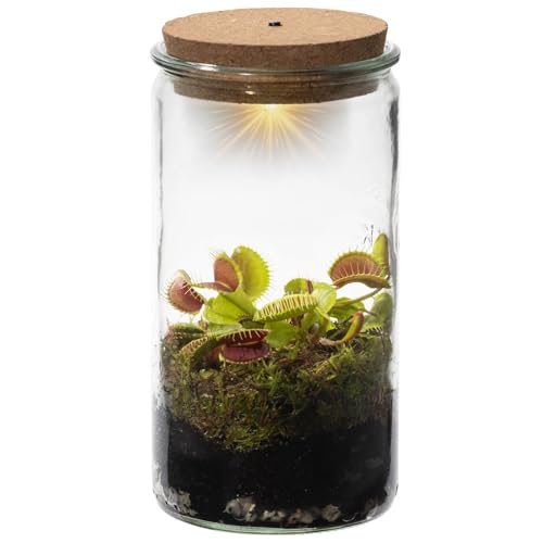 vdvelde.com - Swampworld Venusfliegenfalle Weck Glas - Flaschengarten mit Licht - Fleischfressende Pflanze Terrarium + Fleischfressende Pflanzen Buch - Glas: Ø 10,5 cm, Höhe 21 cm von Swampworld