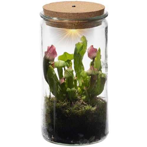 vdvelde.com - Trompetbekerplant Weck Glas - Fleischfressende Pflanze - Ø 11 cm ↥ 21 cm - Mit Licht von Swampworld