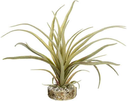 Sydeco 349688 Terrariumpflanze Tillandsia Fan von Sydeco