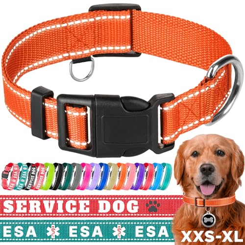 TECEUM Hundehalsband Orange - Halsband für alle Rassen und Größen von Katzen und Hunden - S von TECEUM