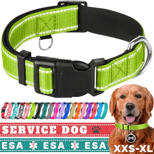 TECEUM Hundehalsband mit Polsterung - Acid Green - Halsband für alle Rassen und Größen von Katzen und Hunden - L von TECEUM
