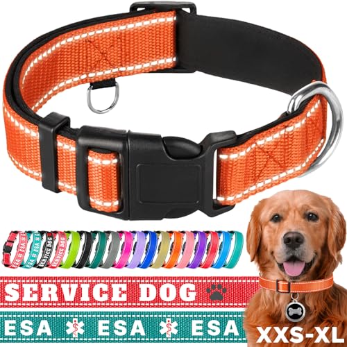 TECEUM Hundehalsband mit Polsterung - Orange - Halsband für alle Rassen und Größen von Katzen und Hunden - M von TECEUM
