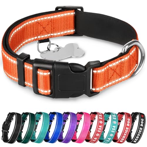 TECEUM Hundehalsband mit Polsterung - Orange - Halsband für alle Rassen und Größen von Katzen und Hunden - M von TECEUM