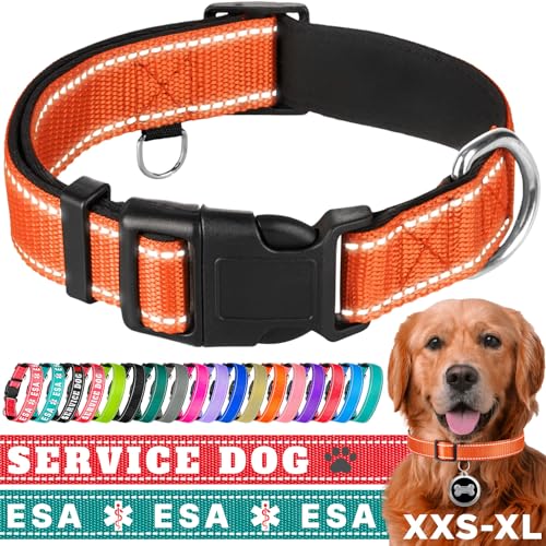 TECEUM Reflektierendes Haustierhalsband - Orange - XS - Extra Weiche Polsterung - Basic Nylon Hundehalsband - Schnellverschluss-Schnalle - Passend für kleine, mittelgroße und große Hunde, Welpen, von TECEUM