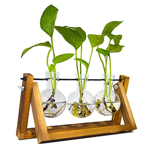 TECHSHARE Propagation Station, Ableger Pflanzen Glas für Hydroponische Pflanzen, Pflanzenterrarium mit Holzständer Schmücken ​Büro, Esstisch, Interieur(3 Bulb Vase) von TECHSHARE