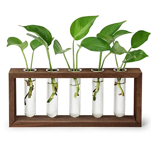 THYGIFTREE Anzuchtrohren mit Holzständer Wandbehang Pflanzenzuchtstation für Hydrokultur-Stecklinge, Desktop-Glas-Pflanzgefäß, Terrariumvase, Heimdekoration, Geschenke von THYGIFTREE