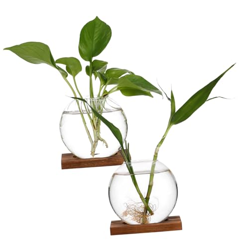 TINEASUR Set mit 2 Pflanzenvasen aus Glas Moderne Terrariumvase Gefäß für Blumenpräsentation Pflanzenvermehrungsstation von TINEASUR