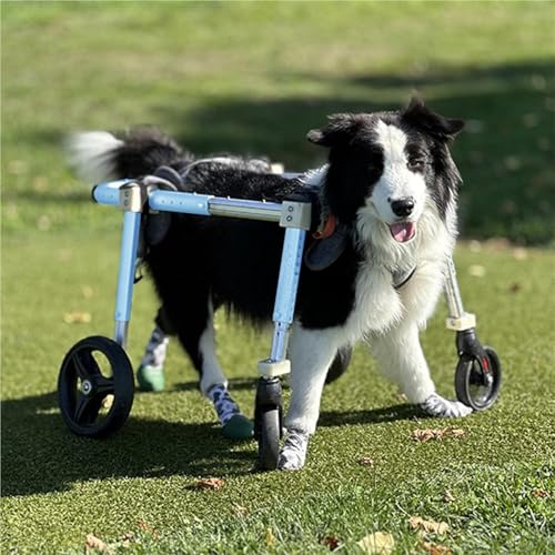 Hunderollstuhl Hunderollstuhl mit Voller Unterstützung und 4 Rädern, Gehhilfe füR Behinderte Hunde, Kleiner/Mittlerer/Großer Haustierwagen Zum Spazierengehen, Gehhilfe für Behinderte Hunde(L) von TINGBBAO