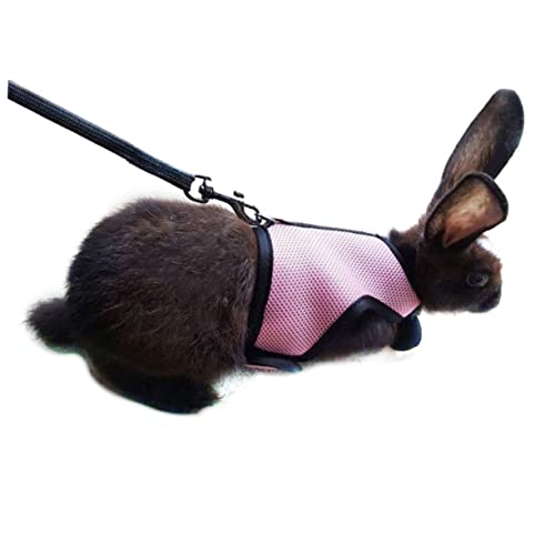 TOBBOMEY Bunny Geschirr Mit Leine Für Kaninchen Größe XL Sicheres Und Bequemes Geschirr Für Kleine Haustiere Ideal Für Und Ausflüge von TOBBOMEY