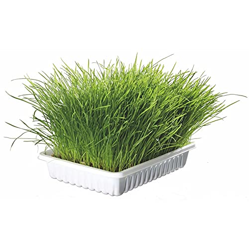 TX-4235 Cat Grass bowl 100Gr von TRIXIE