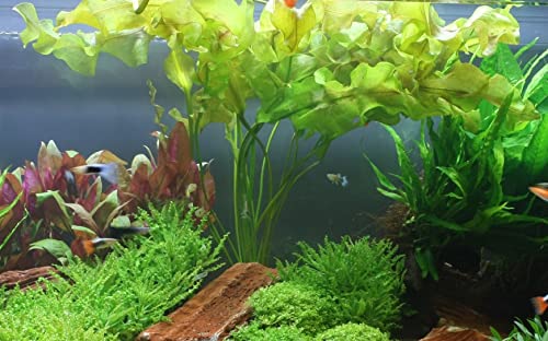 Aponogeton ulvaceus 086 Knolle Aponogeton ulvaceus 086 Knolle von TROPICA