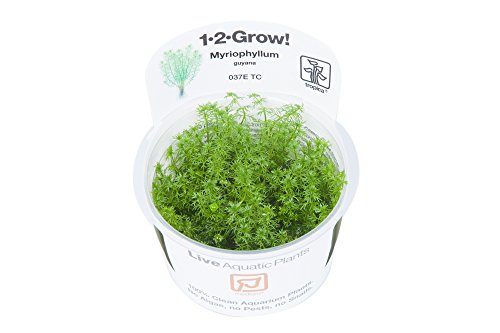 Tropica 1-2-Grow! Myriophyllum Guyana 1 Stück Tropica 1-2-Grow! Myriophyllum Guyana 1 Stück von TROPICA