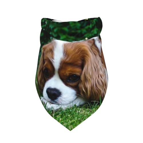 Cavalier King Charles Spaniel Bräunlich Weiß,Latzschal, Dreieckskapuze, Verstellbarer Haustierschal, waschbare Kapuze, geeignet für kleine, mittelgroße und große Hunde und Katzen von Tcoay