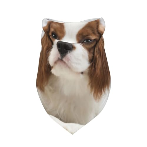 Cavalier King Charles Spaniel Brauner Spaniel,Latzschal, Dreieckskapuze, Verstellbarer Haustierschal, waschbare Kapuze, geeignet für kleine, mittelgroße und große Hunde und Katzen von Tcoay