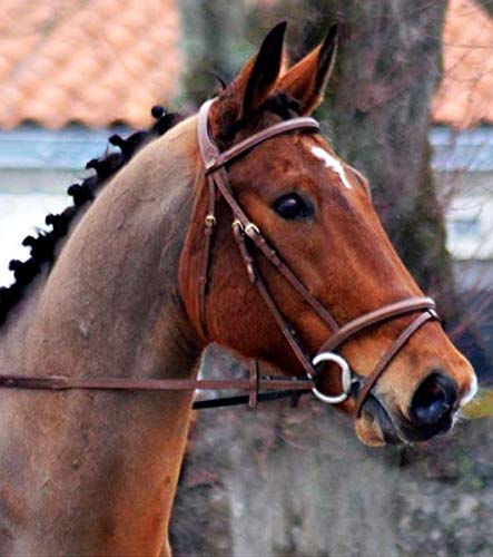 TdeT Trense michel robert - tabakbraun - pony von TdeT