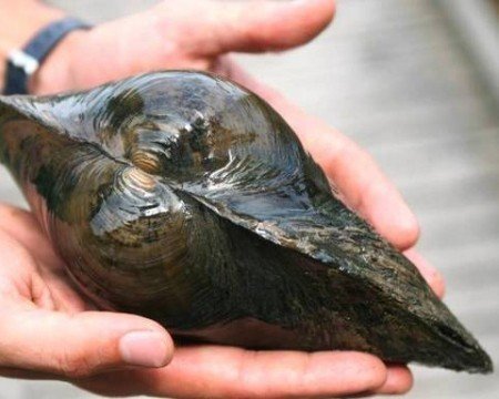 NatureHolic - Teichmuschel Set I Wunderwaffe gegen Schwebe Algen im Teich I Natürlicher Biofilter im Gartenteich I 3 Muscheln + 1 NH Toxex Ball von Teich Schnecken & Muscheln