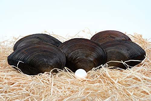 Teich Schnecken & Muscheln - Teichmuschel-Set - Wunderwaffe gegen Schwebe Algen im Teich - Natürlicher Biofilter im Gartenteich oder Aquarium - Algenkontrolle, Wasserklärung - Teichpflege, Aquaristik von Teich Schnecken & Muscheln