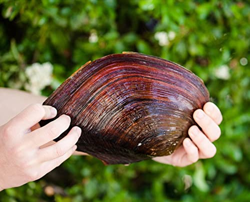 XXL Teichmuschel für den Gartenteich + 1 x NH ToxEx Ball - schwebe Algen vernichter/Algenkiller/Biofilter für Teich, Menge [STK]:3 STK. von Teich Schnecken & Muscheln